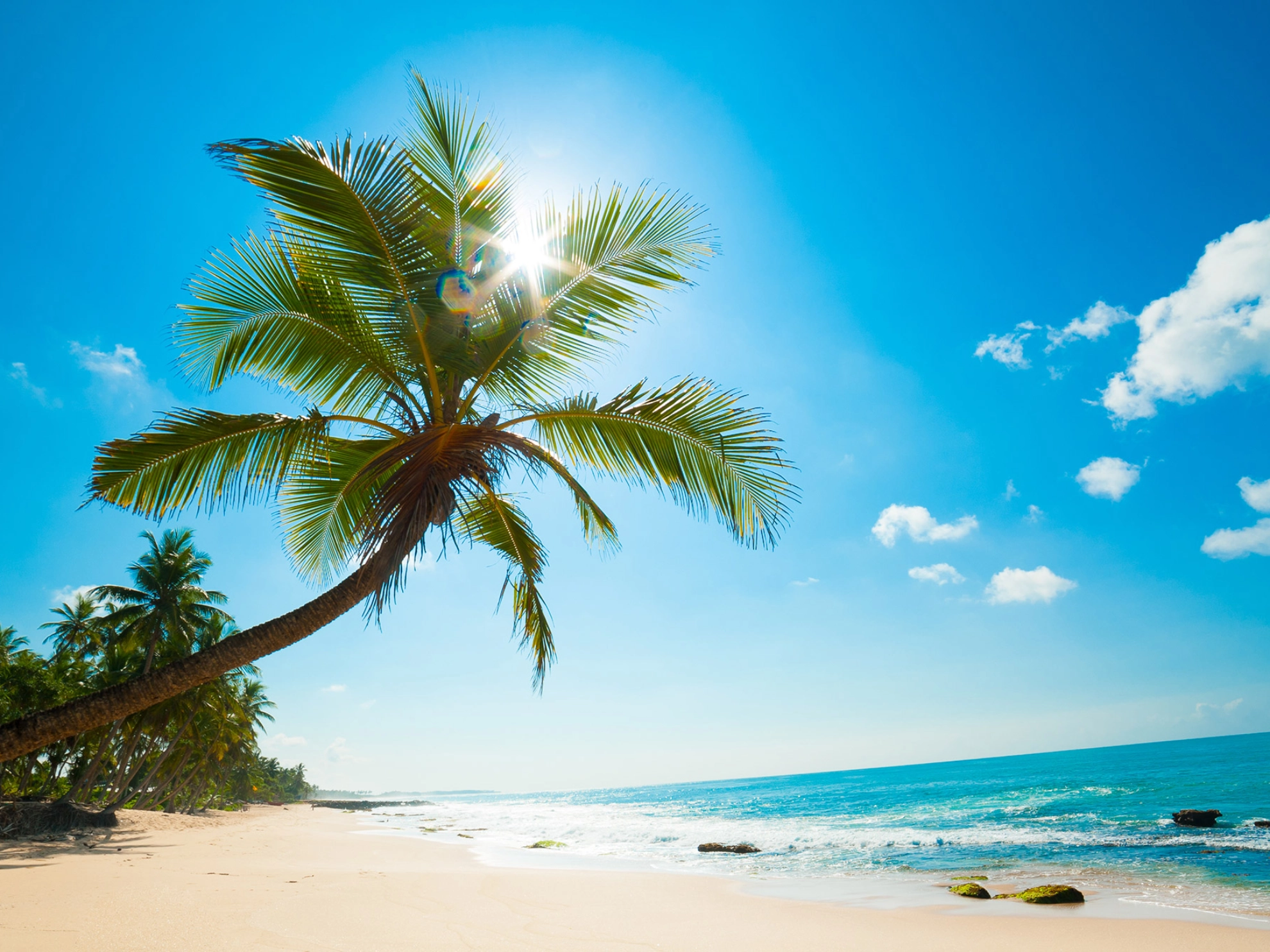 Tropischer Strand mit Palmen